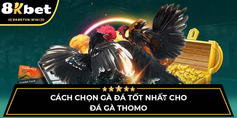 Cách chọn gà đá tốt nhất cho đá gà thomo